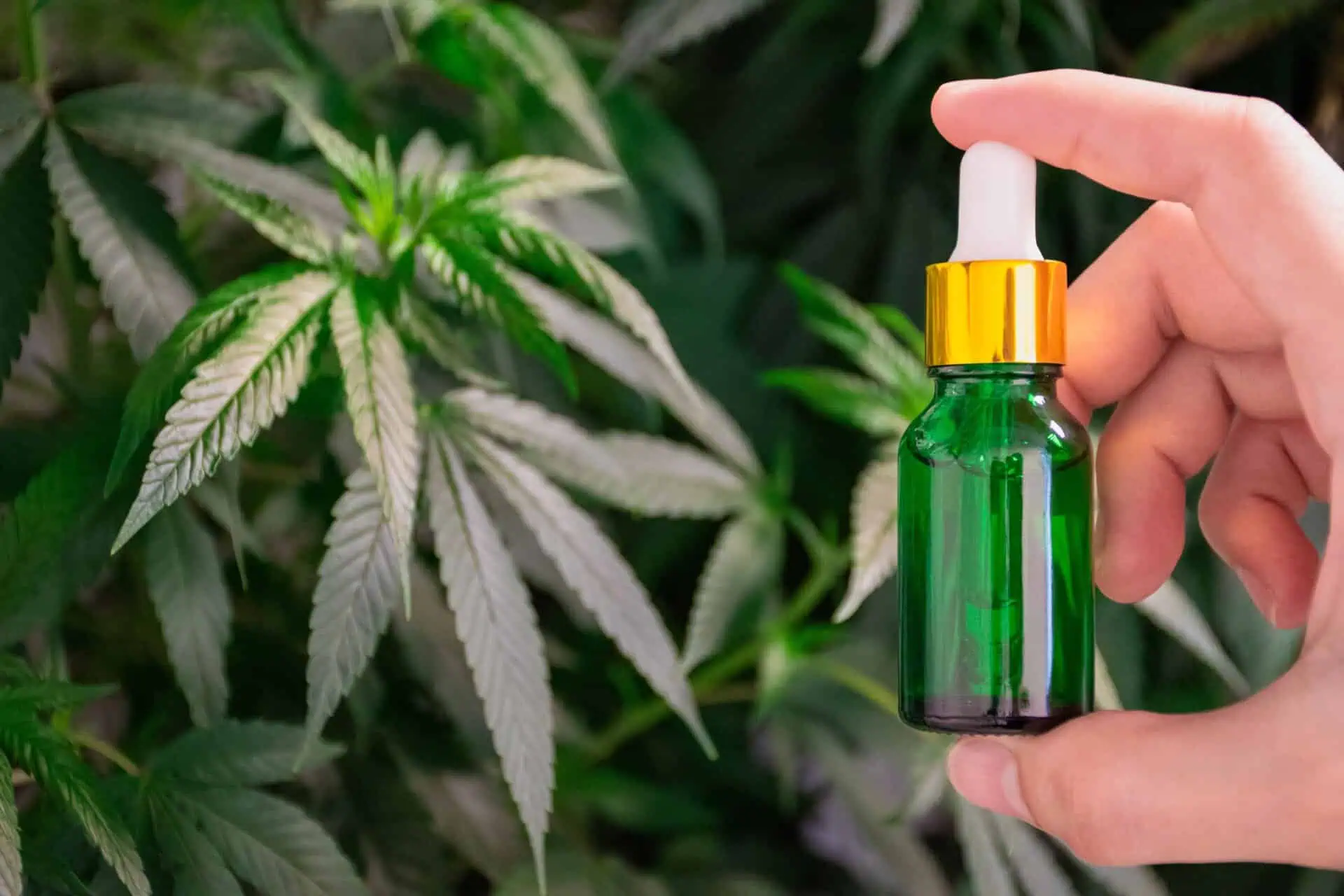Cannabis Insurance New York